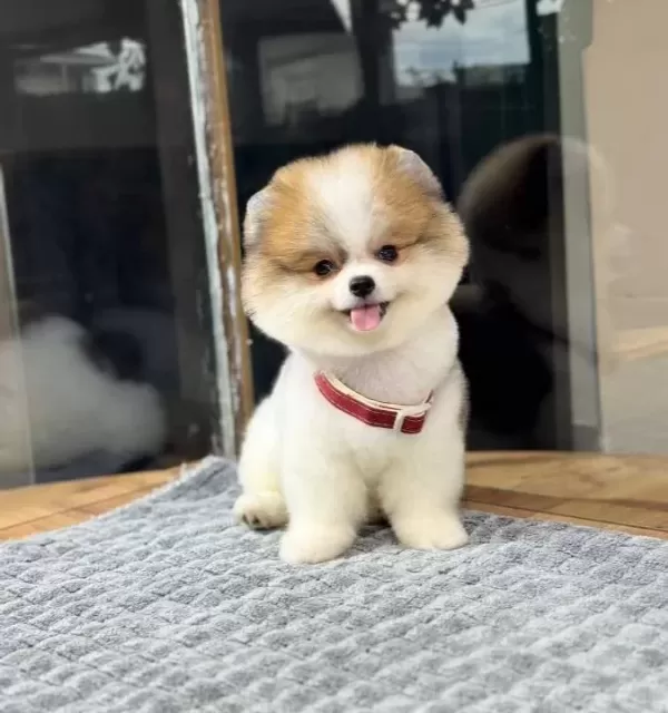 Sağlık Garantili Pomeranian Boo