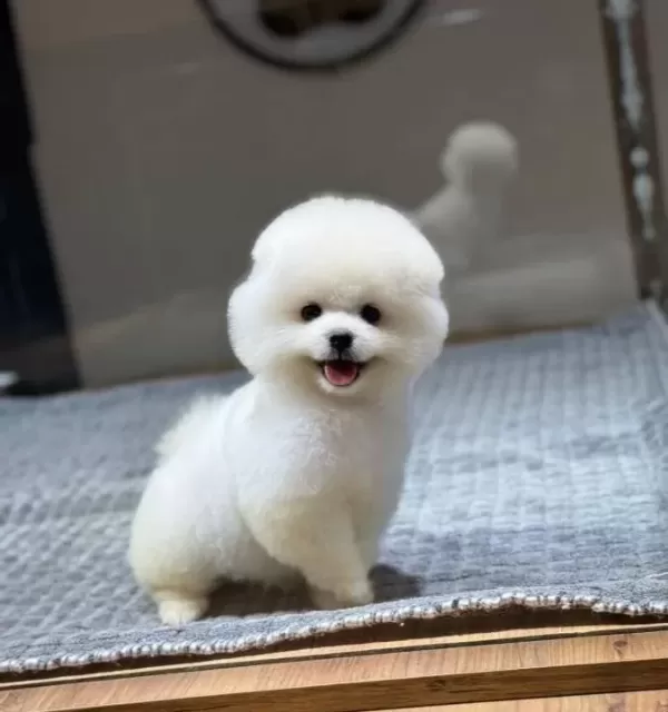 Sağlık Garantili Pomeranian Boo