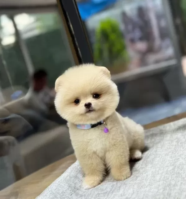Sağlık Garantili Pomeranian Boo