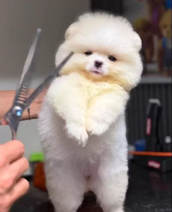 Pomerian Boo Yavrumuz