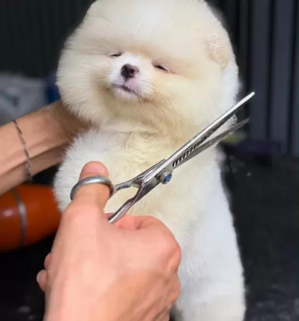 Pomerian Boo Yavrumuz