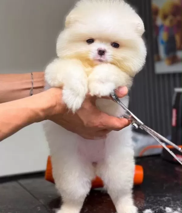 Pomerian Boo Yavrumuz
