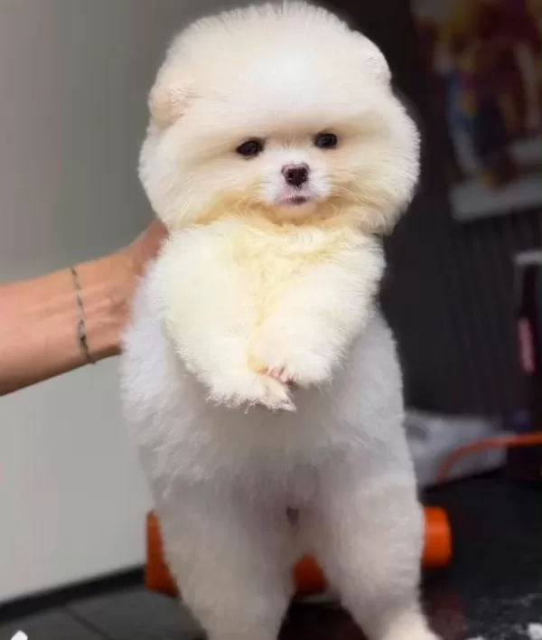 Pomerian Boo Yavrumuz