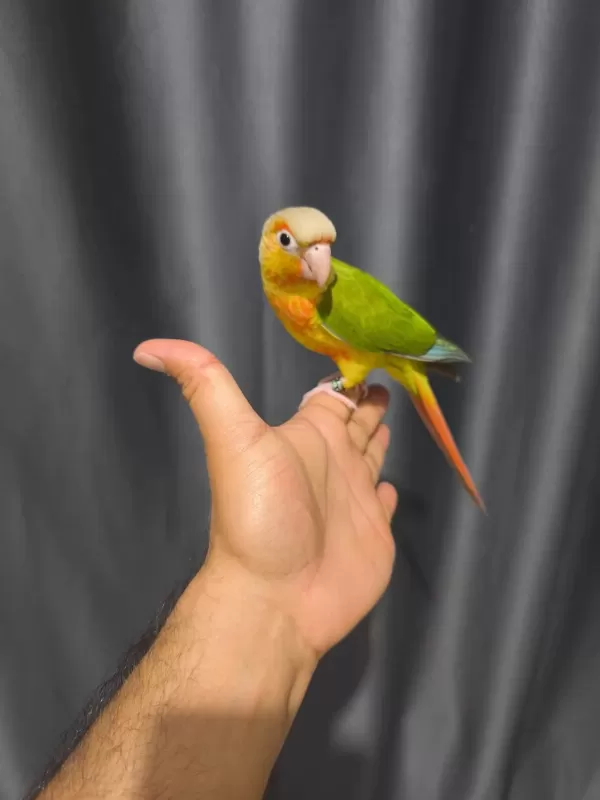 El Besleme Evcil Konur Papağanı