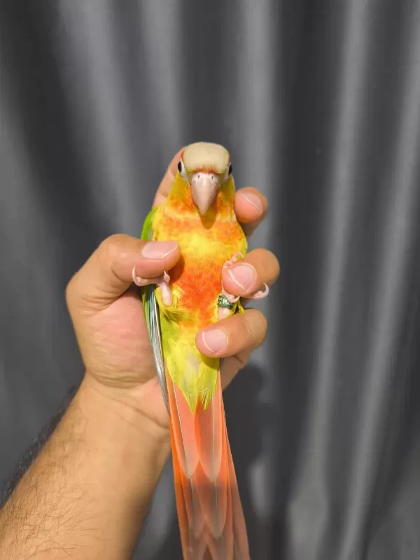 El Besleme Evcil Konur Papağanı