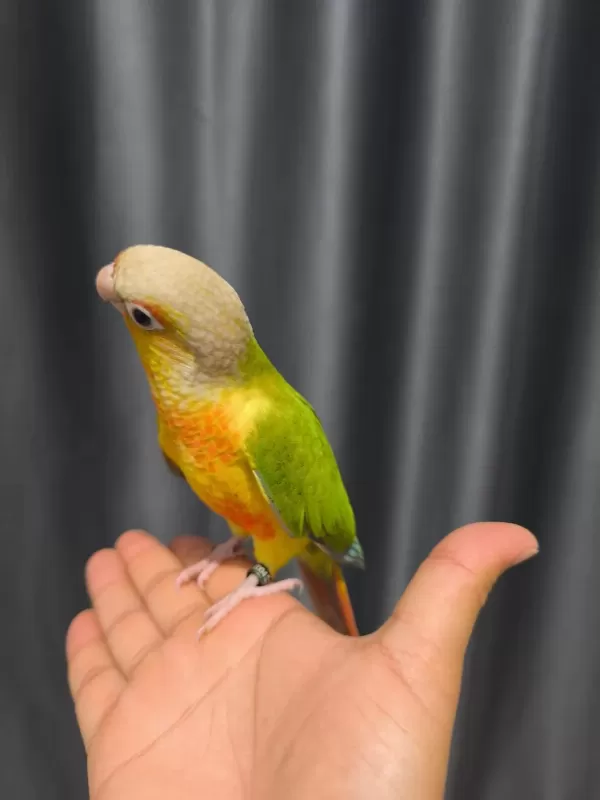 El Besleme Evcil Konur Papağanı
