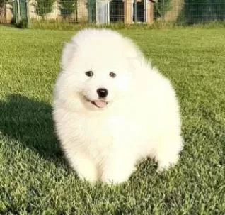 Elit Patiler Farkıyla Samoyed Yavrular
