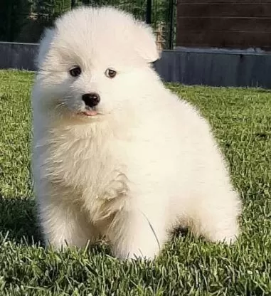 Elit Patiler Farkıyla Samoyed Yavrular
