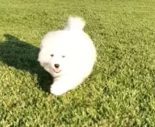 Elit Patiler Farkıyla Samoyed Yavrular