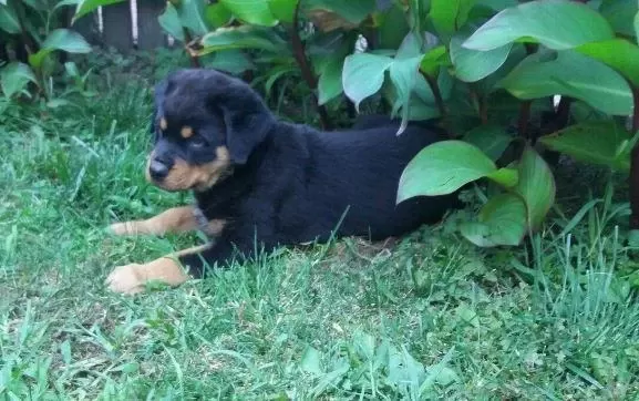 Elit Patiler Farkıyla Rottweiler Yavrular