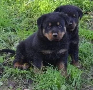 Elit Patiler Farkıyla Rottweiler Yavrular
