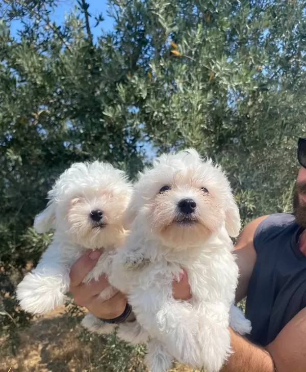Maltese Numara Bebekler
