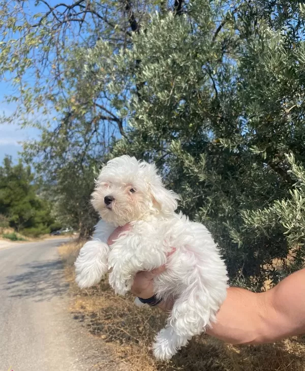 Maltese Numara Bebekler