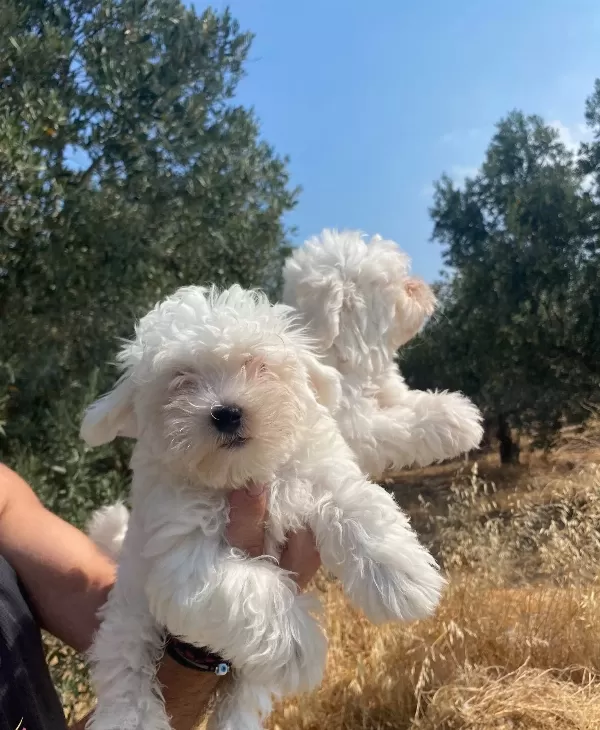Maltese Numara Bebekler