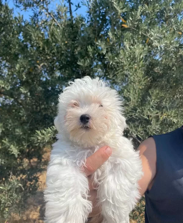 Maltese Numara Bebekler