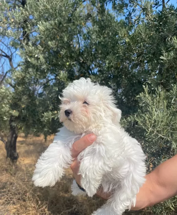 Maltese Numara Bebekler