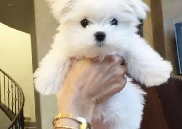 Kar Beyaz Maltese Terrier Yavruları Ile Neşeli Bir Başlangıç