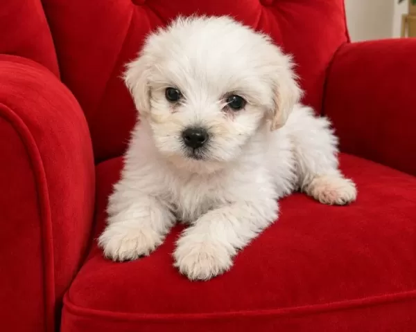 Maltese Terier Yavru