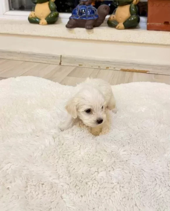 Maltese Terier Yavru