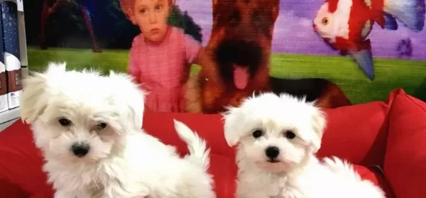 Maltese Bebekler Vonalp Petshop Garanti̇si̇ İle