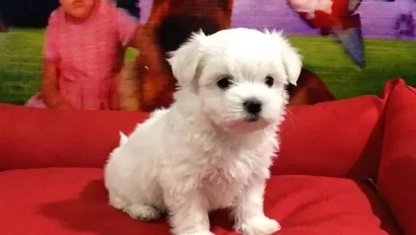 Maltese Bebekler Vonalp Petshop Garanti̇si̇ İle