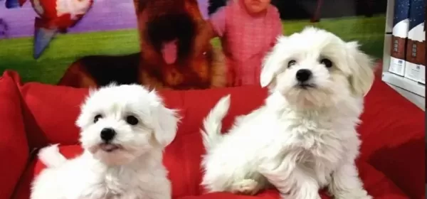 Maltese Bebekler Vonalp Petshop Garanti̇si̇ İle
