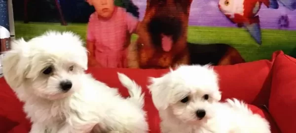 Maltese Bebekler Vonalp Petshop Garanti̇si̇ İle