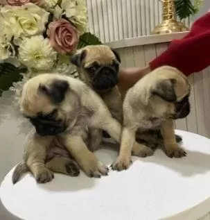Elit Patiler Farkıyla Pug Yavrular