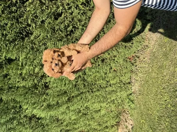 Teacup Toy Poodle Saf Kan Yavrular