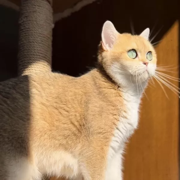 Aşırı Uysal Sevecen Golden Ny11 British Shorthair
