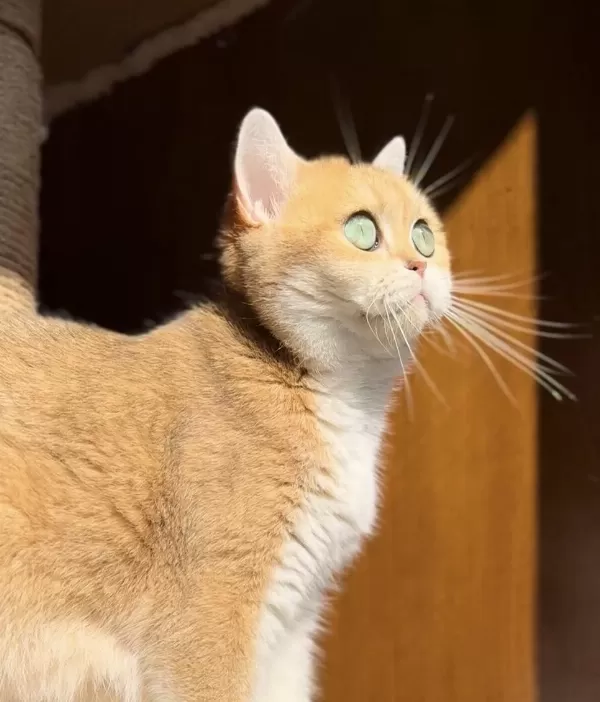 Aşırı Uysal Sevecen Golden Ny11 British Shorthair
