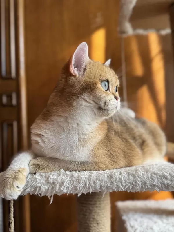 Aşırı Uysal Sevecen Golden Ny11 British Shorthair