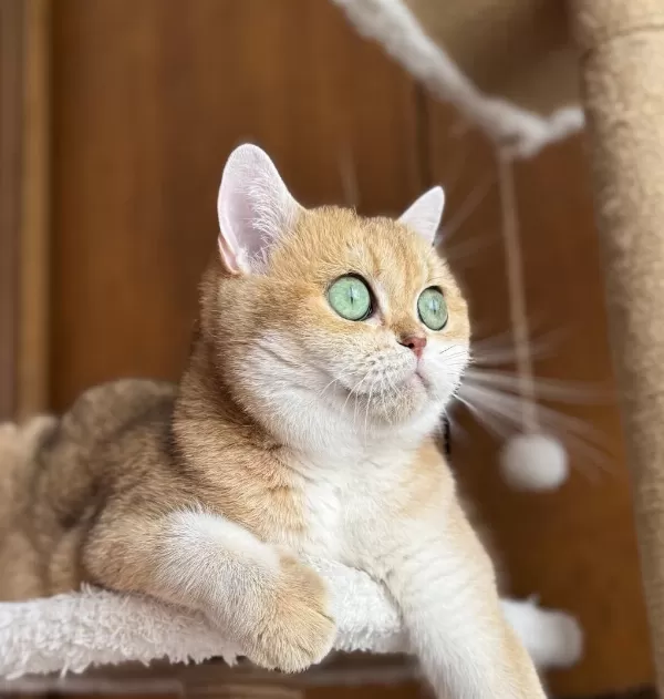 Aşırı Uysal Sevecen Golden Ny11 British Shorthair