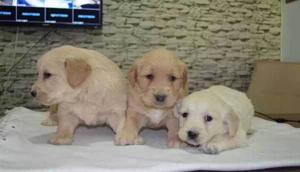 Ailenizin Maskotu Golden Yavruları