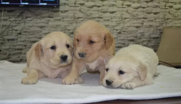 Ailenizin Maskotu Golden Yavruları