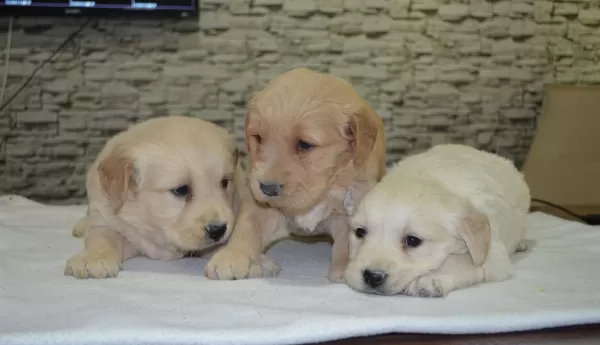 Ailenizin Maskotu Golden Yavruları