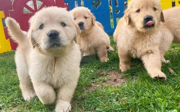 Irk Ve Sağlık Garantili Golden Retriever Yavrularım