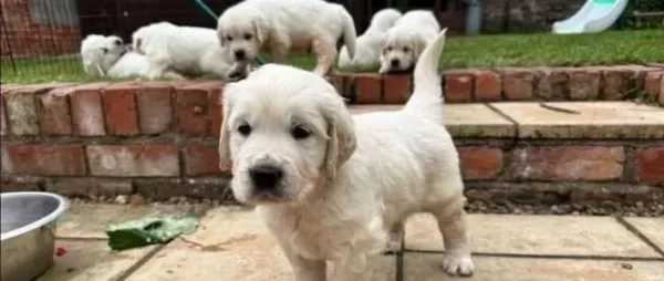 Irk Ve Sağlık Garantili Golden Retriever Yavrularım