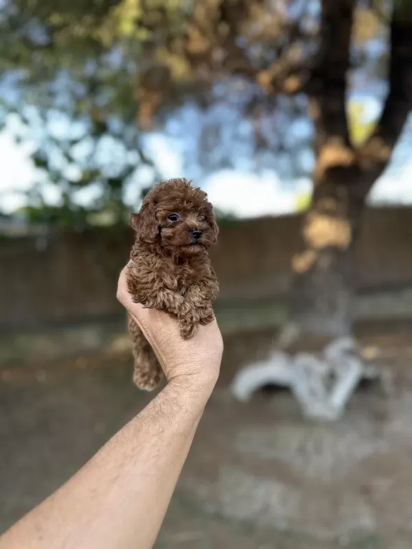 Sağlık Ve İrk Garantili Toy Poodle Yavrularımız