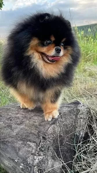 Micro Black Tan Pomeranian