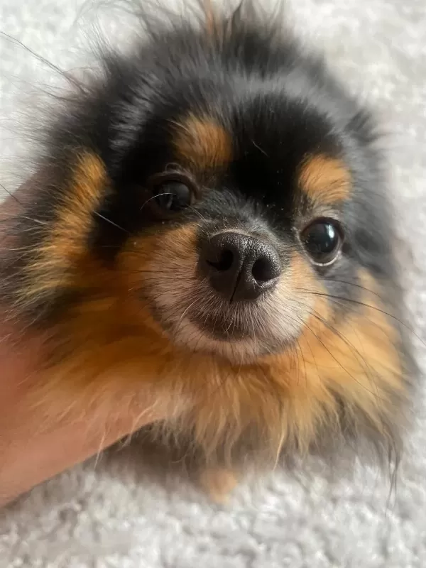 Micro Black Tan Pomeranian