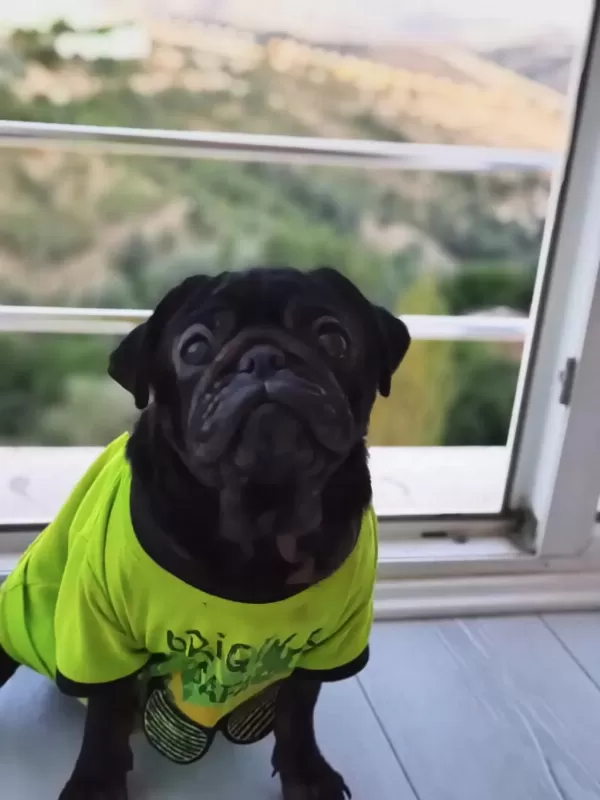 Ücretsiz Sahiplendirilecek Siyah Pug