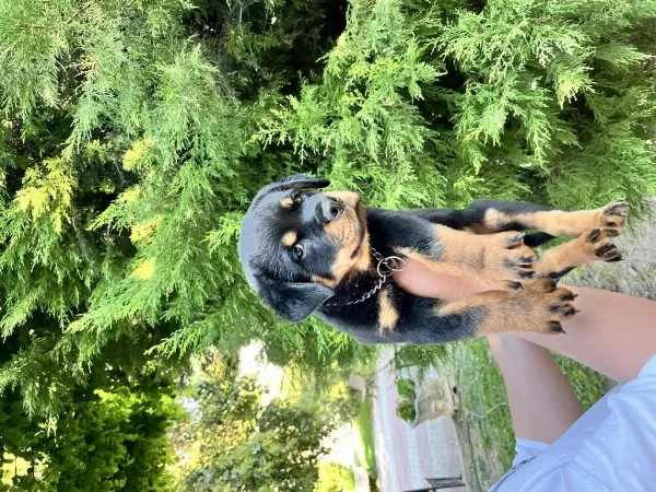 A Scr Erkek Rottweiler Yavru