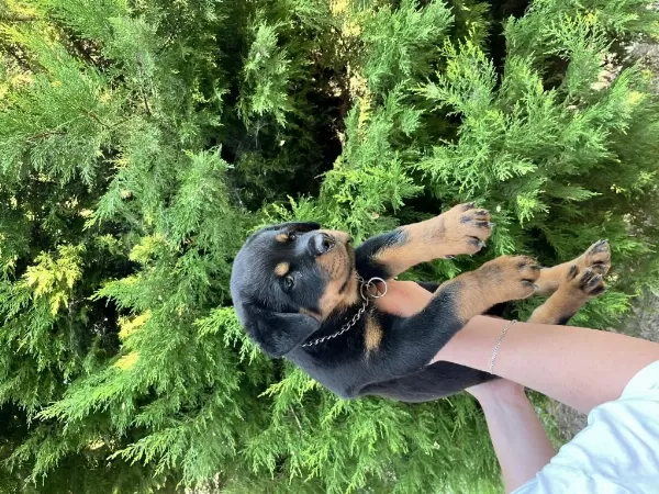 A Scr Erkek Rottweiler Yavru