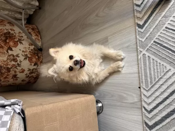 En Uygun Aşılı Güzel Pomeranian