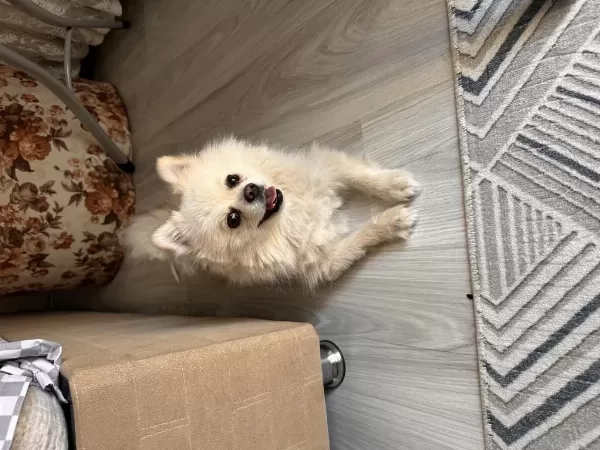 En Uygun Aşılı Güzel Pomeranian