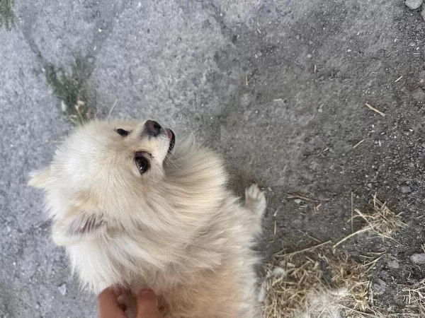 En Uygun Aşılı Güzel Pomeranian