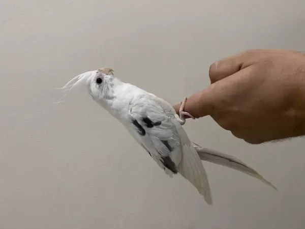 Heavy Soyundan Gelme El Besleme Sultan Papağanı