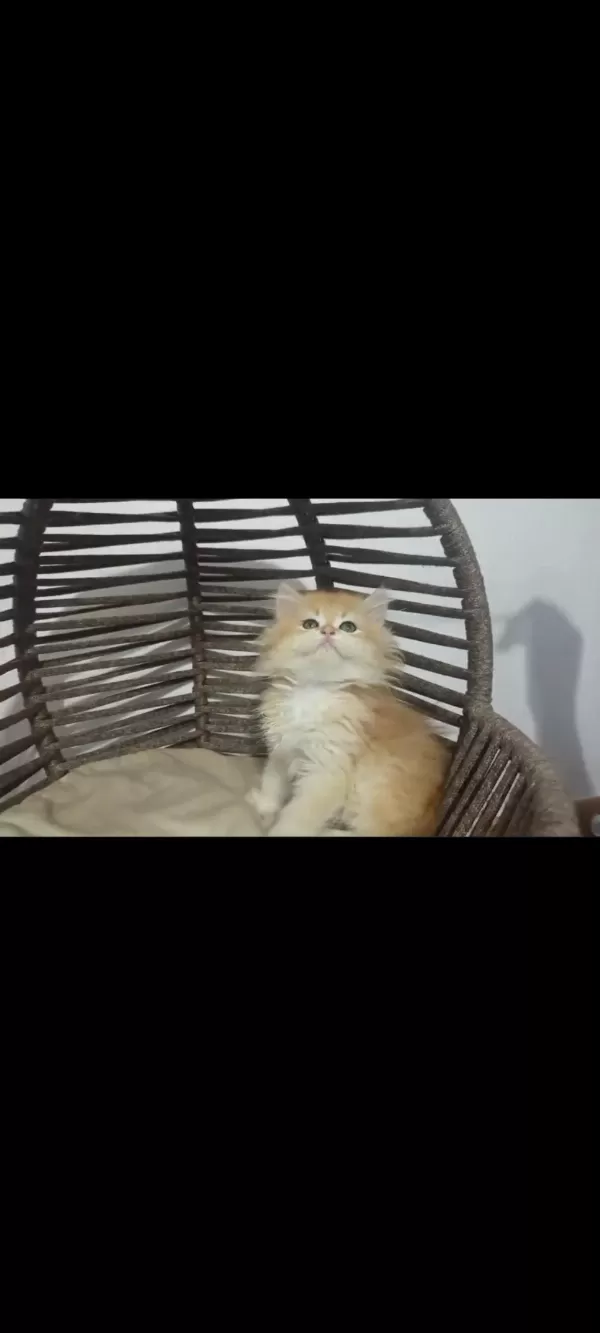 Golden Longhair Bebekler