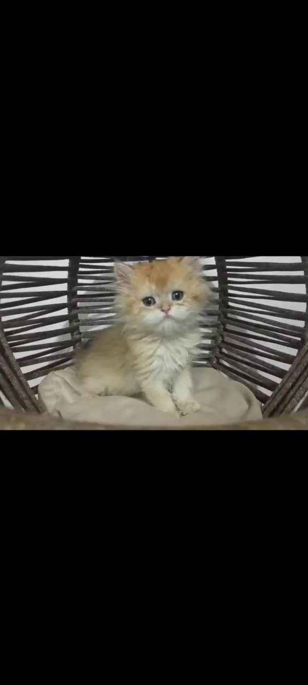 Golden Longhair Bebekler